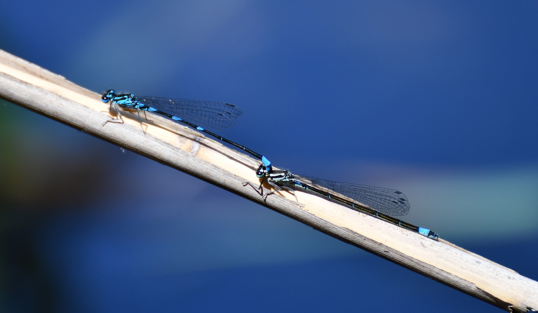 Coenagrion pulchellum - karcsú légivadász