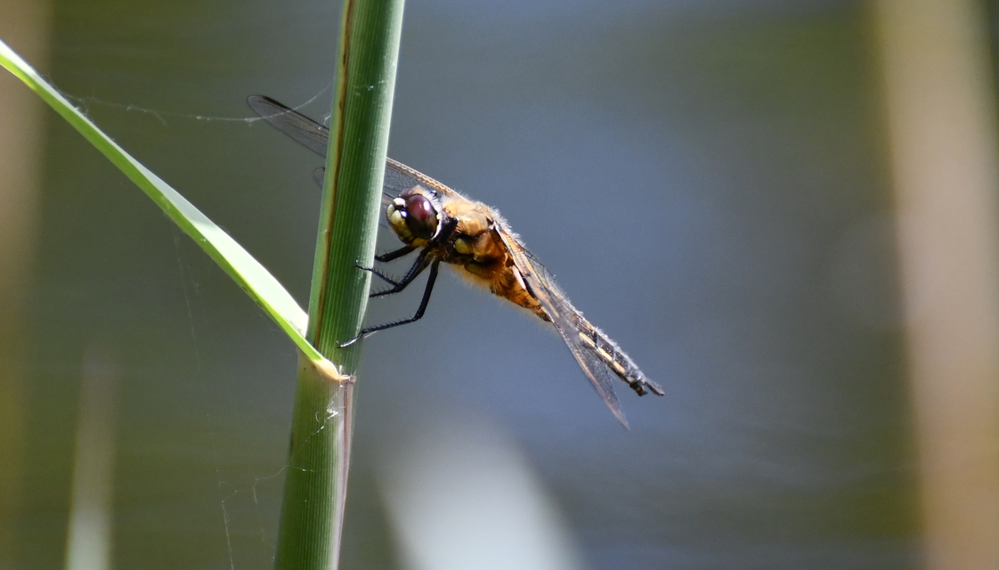 Libellula quadrimaculata - négyfoltos laposacsa