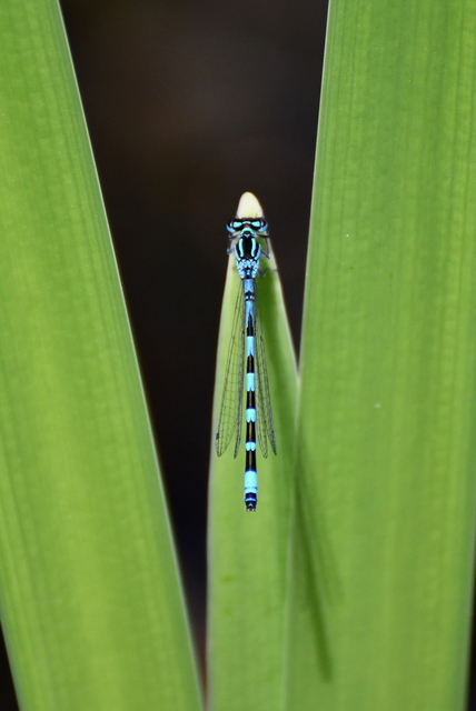 Coenagrion ornatum - díszes légivadász