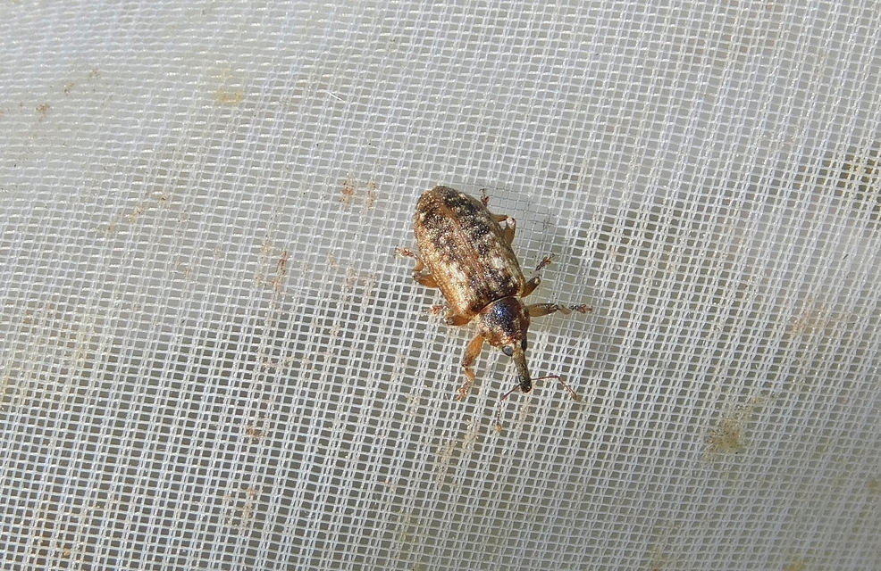 Dorytomus ictor - szegélyes hangormányos