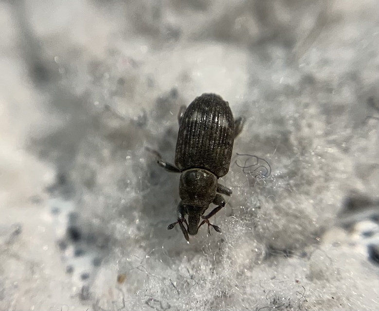 Bagous argillaceus - lakkfényű víziormányos Bagous argillaceus - lakkfényű víziormányos
