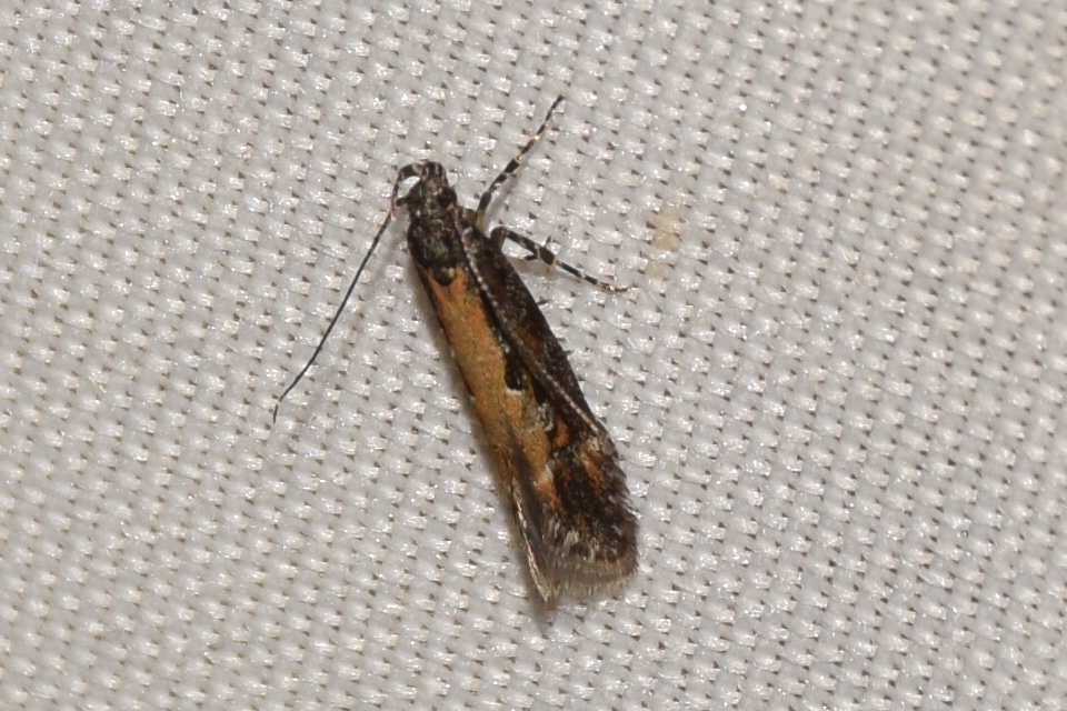 Aristotelia subdecurtella - füzényhajtás-sarlósmoly
