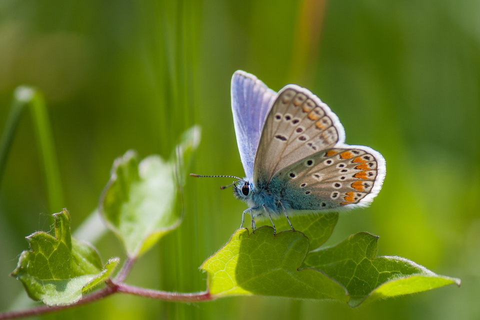 Polyommatus thersites - ibolyaszín boglárka