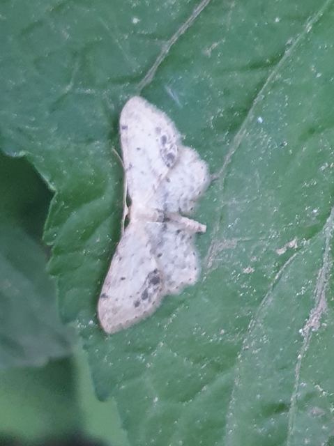 Idaea dimidiata - gyakori apróaraszoló