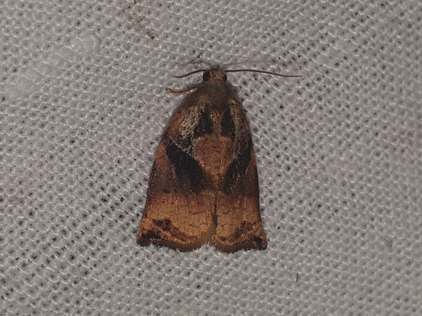 Archips podana - dudvarágó sodrómoly