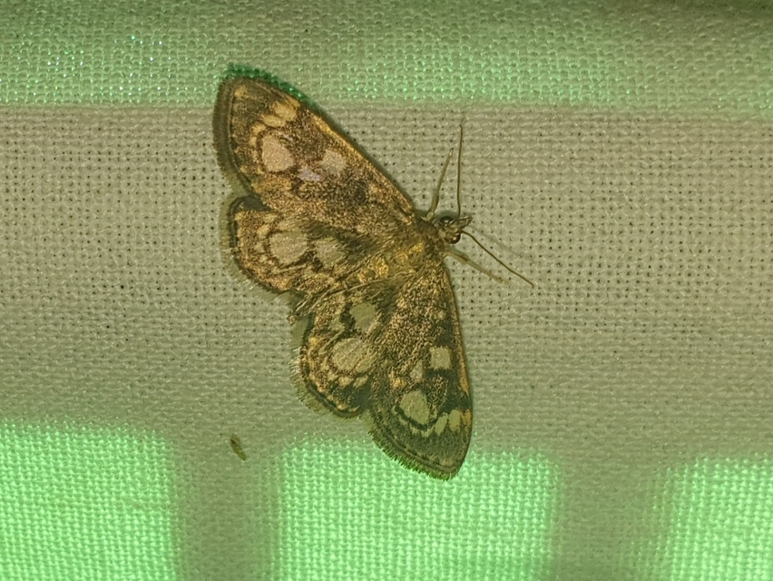 Anania coronata - koronás dudvamoly