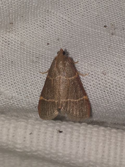Hypsopygia glaucinalis - rezes fényilonca