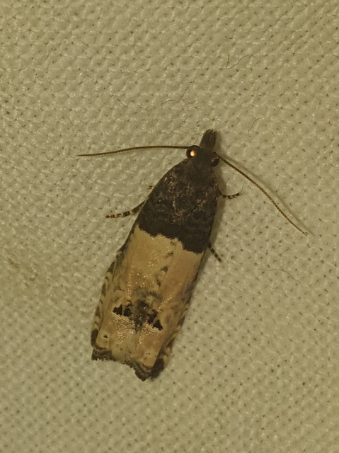 Notocelia roborana - rózsarügy-tükrösmoly