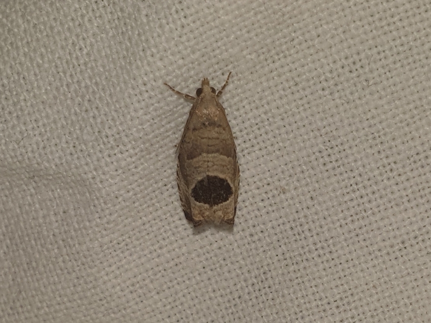 Notocelia uddmanniana - málnasodró tükrösmoly