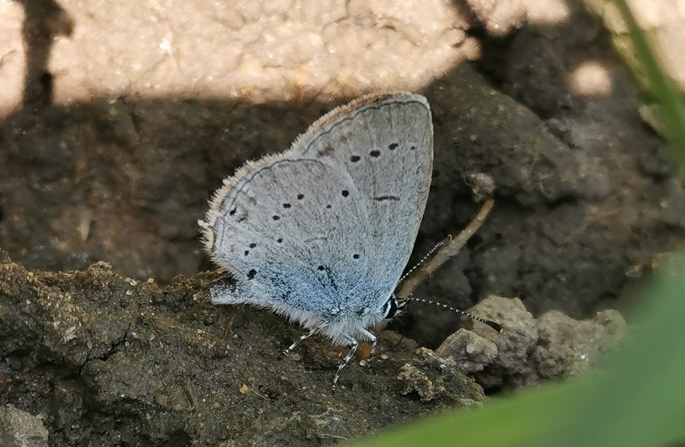 Cupido decolorata - fakó boglárka