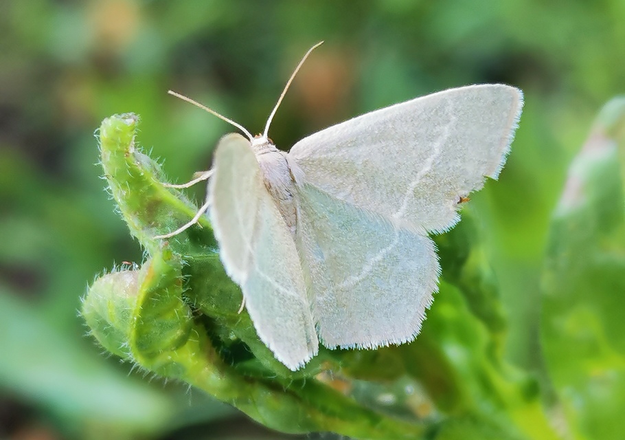Chlorissa viridata/cloraria
