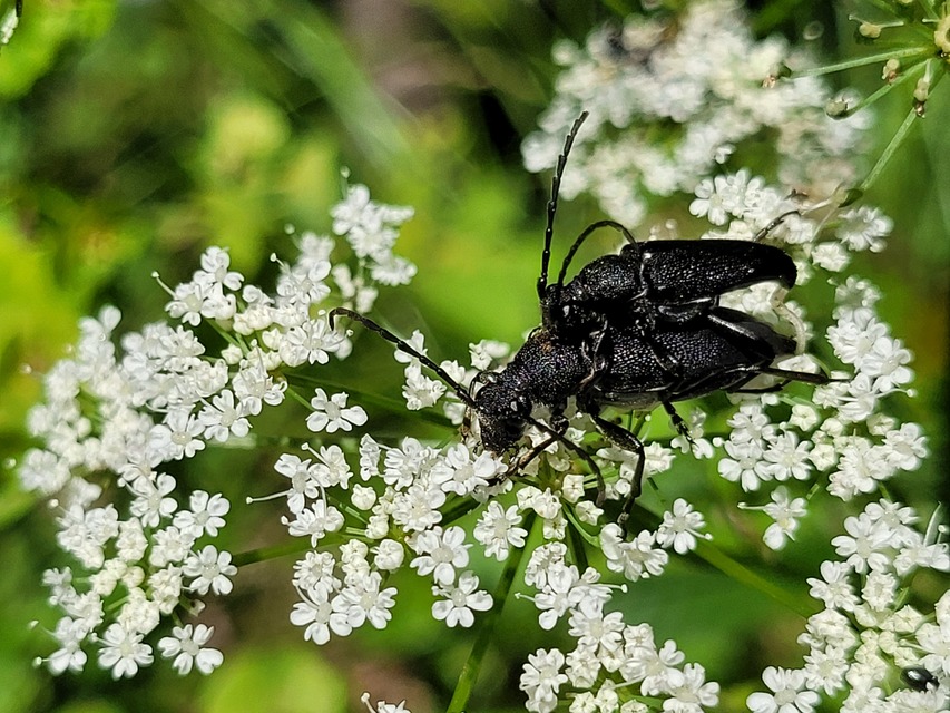 Stictoleptura scutellata - hegyi virágcincér