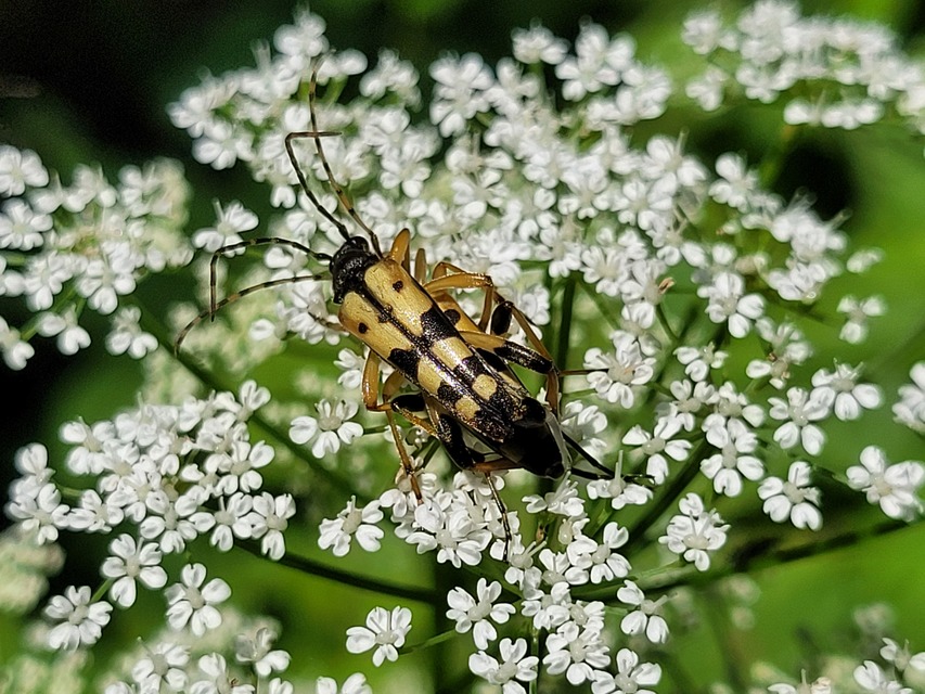 Rutpela maculata - tarkacsápú karcsúcincér