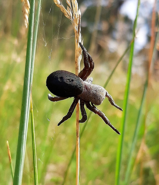 Eresus moravicus - sárgafejű bikapók Eresus moravicus - sárgafejű bikapók