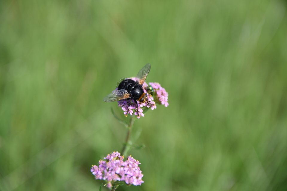 Tachina grossa - óriás fürkészlégy