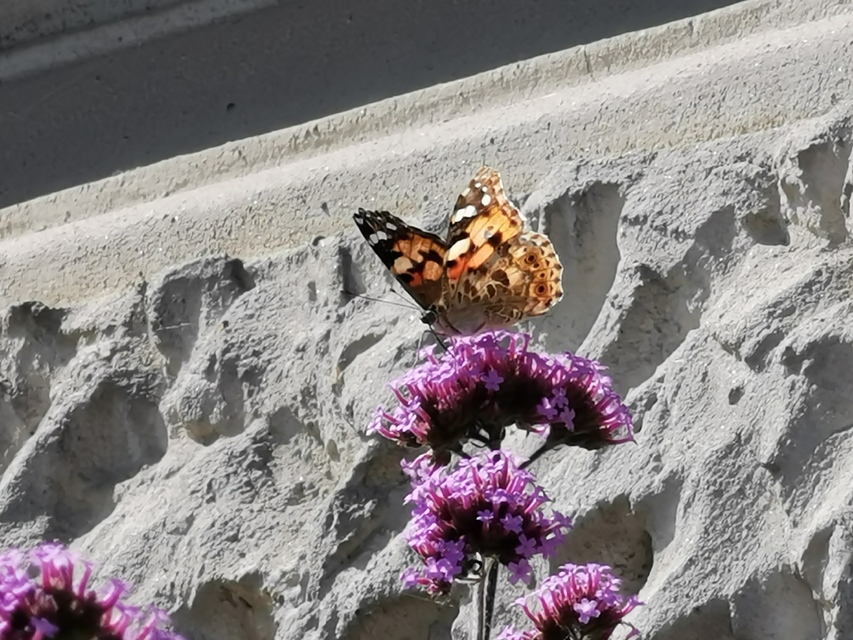 Vanessa cardui - bogáncslepke