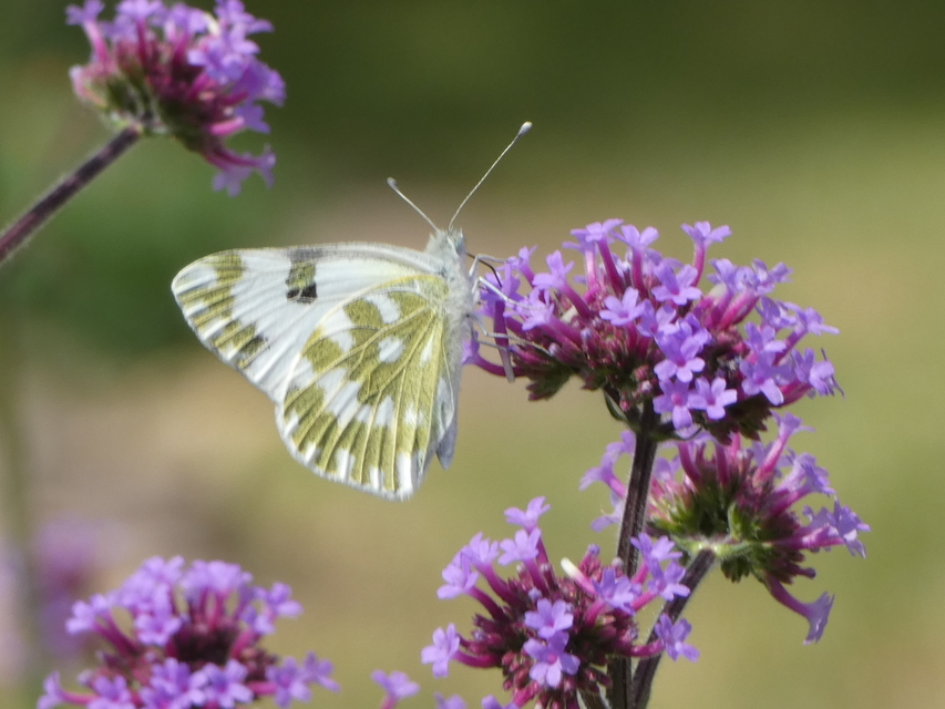 Pontia edusa - rezedalepke