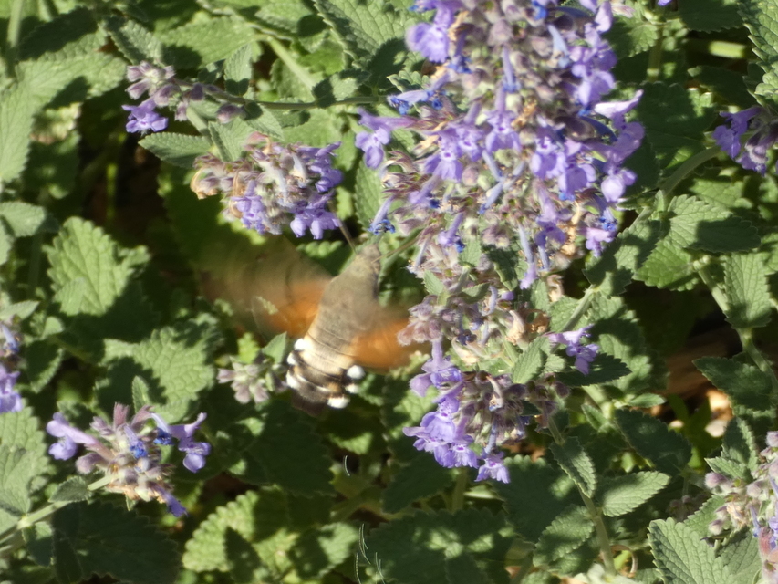 Macroglossum stellatarum - kacsafarkú szender