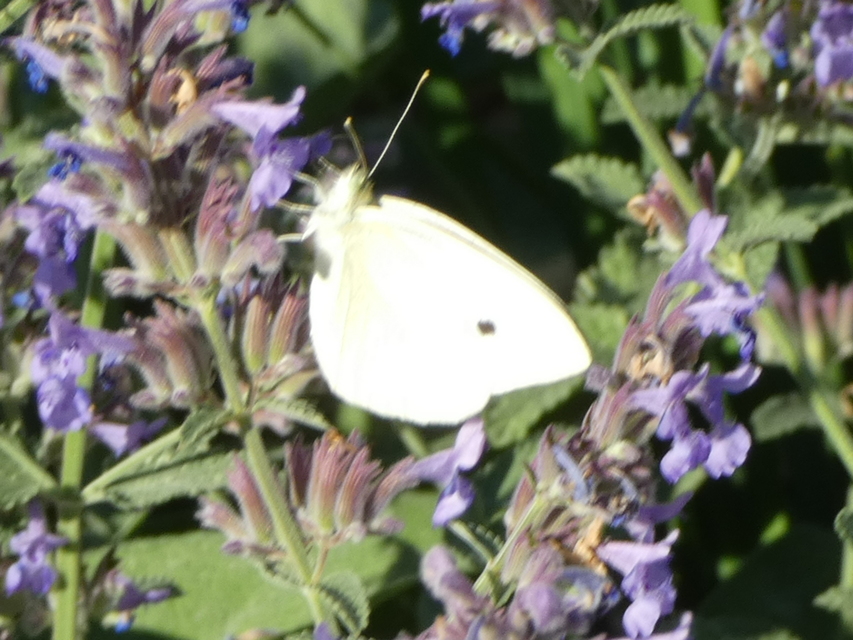 Pieris rapae - répalepke