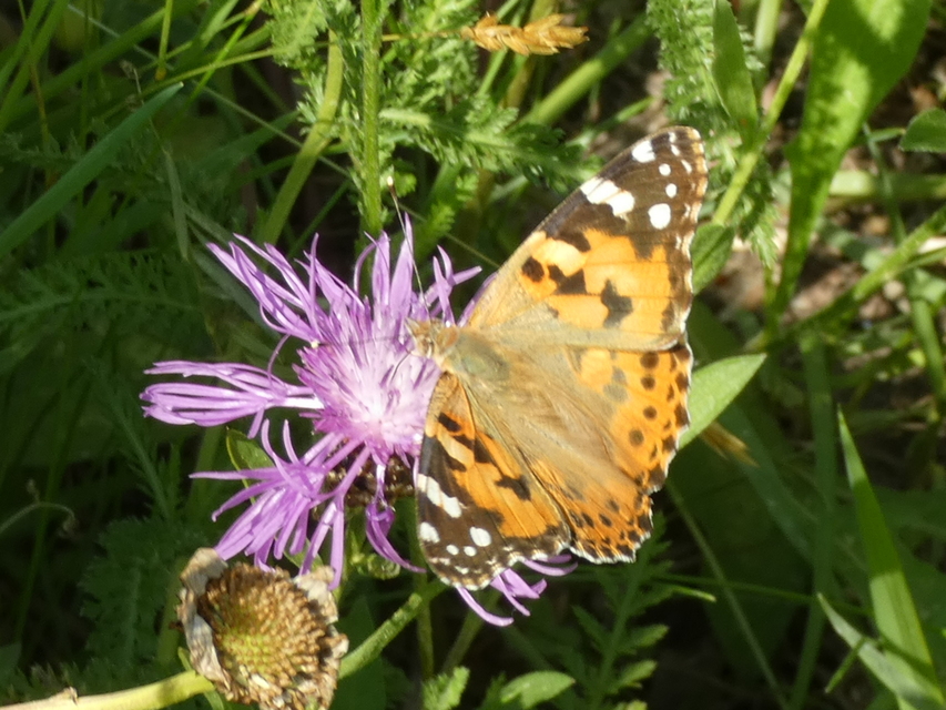 Vanessa cardui - bogáncslepke