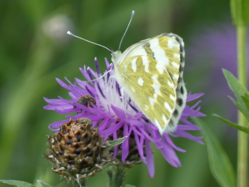 Pontia edusa - rezedalepke