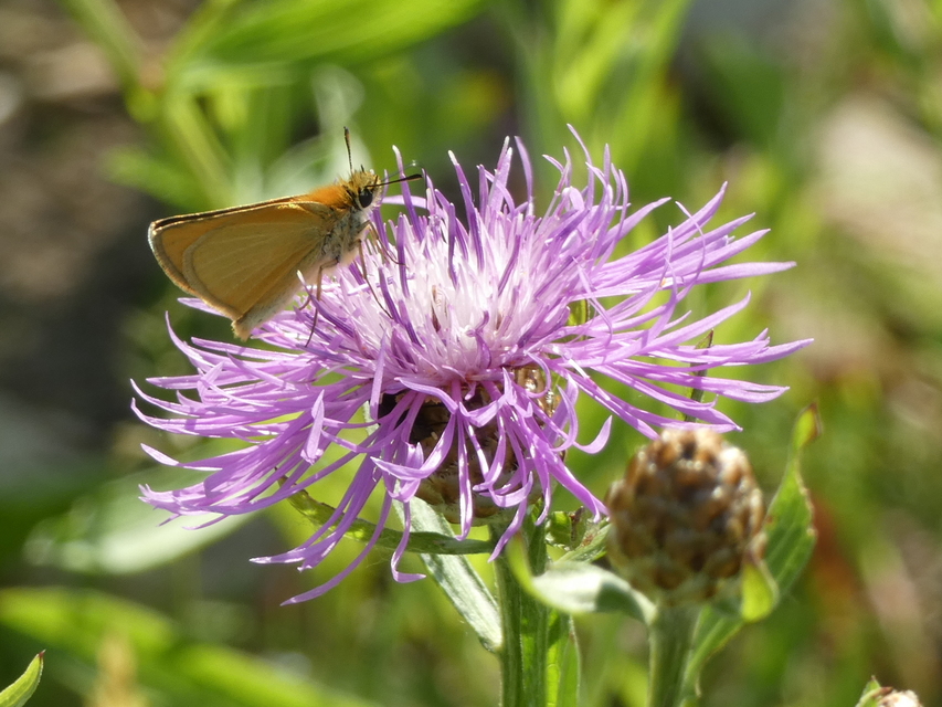 Thymelicus lineola - vonalas busalepke