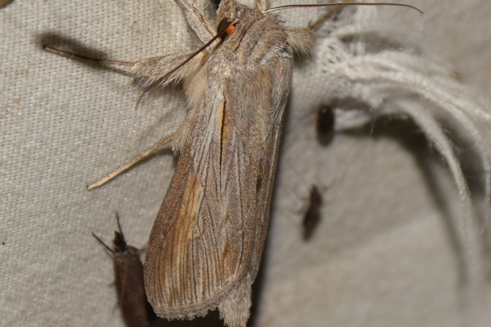 Cucullia balsamitae - homoki csuklyásbagoly