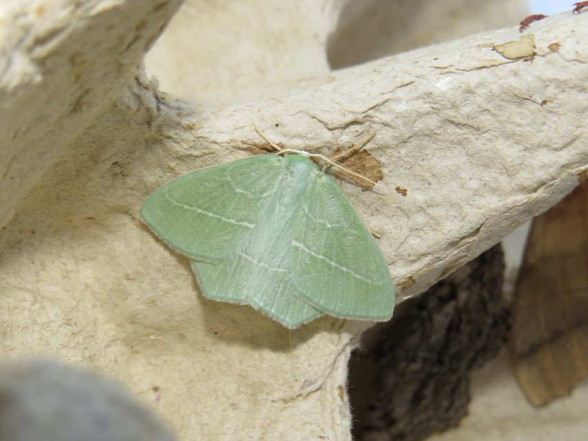 Hemistola chrysoprasaria - kékes zöldaraszoló