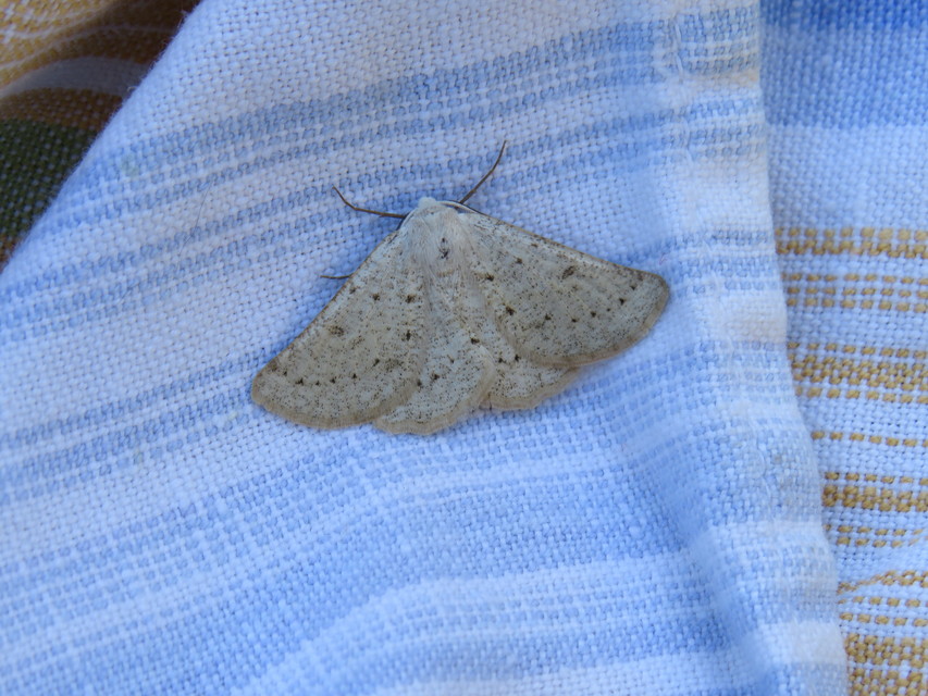 Dyscia conspersaria - sziklaüröm-araszoló