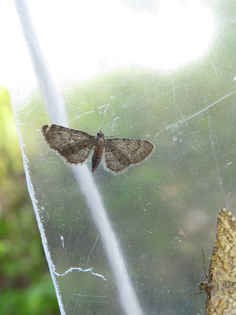 Eupithecia haworthiata - rozsdástestű törpearaszoló