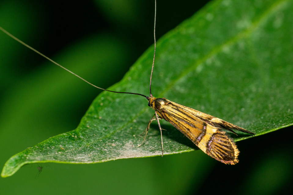 Nemophora degeerella - pompás tőrösmoly
