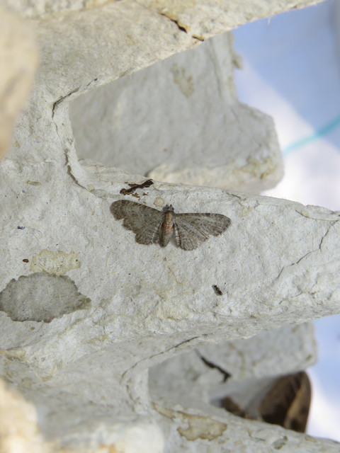 Eupithecia haworthiata - rozsdástestű törpearaszoló
