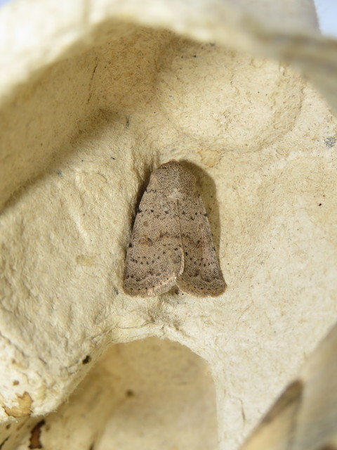 Hoplodrina respersa - bogáncs-selymesbagoly