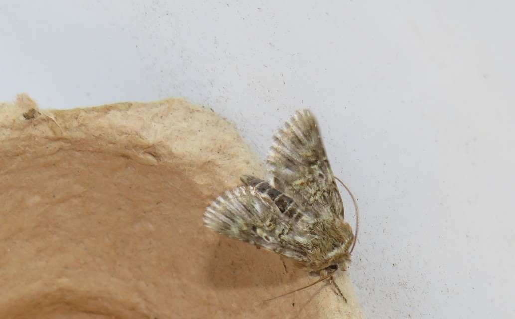 Omphalophana antirrhinii - oroszlánszáj-apróbagoly