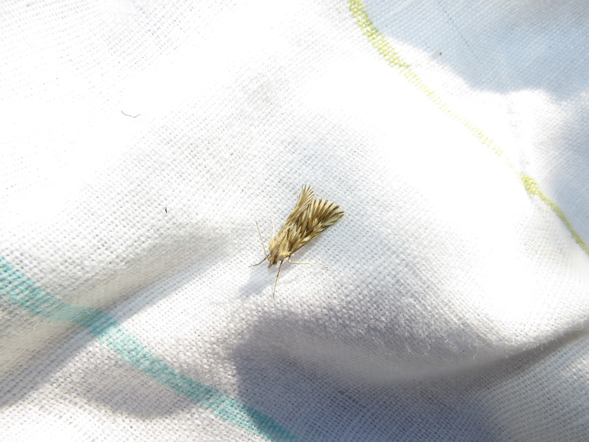 Cynaeda dentalis - gyakori ciframoly