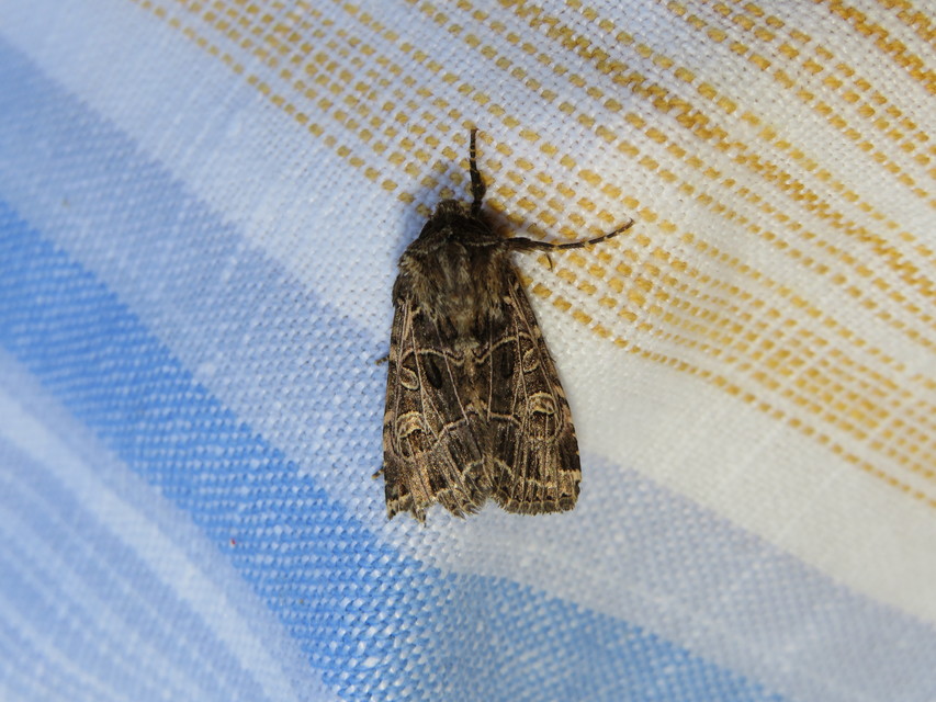 Heliophobus reticulata - fehéreres kertibagoly