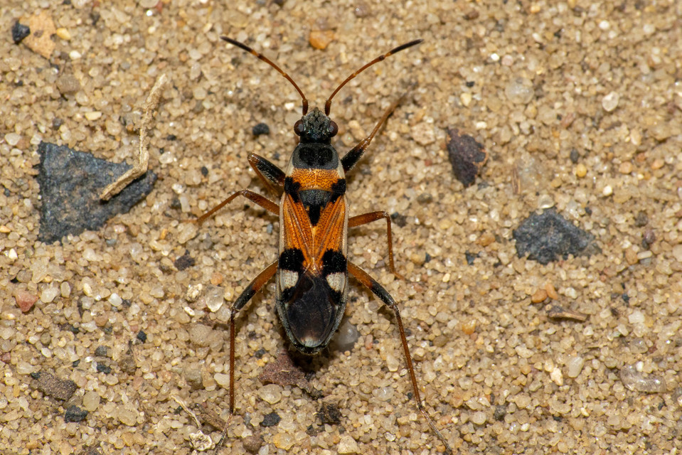 Beosus quadripunctatus - pettyes homokibodobács