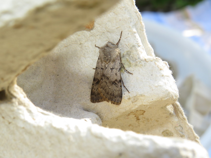 Agrotis cinerea - szürkés földibagoly