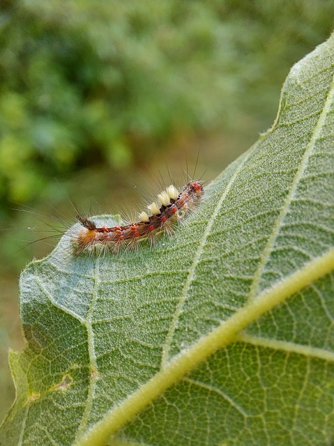 Orgyia antiqua - rozsdabarna kisszövő