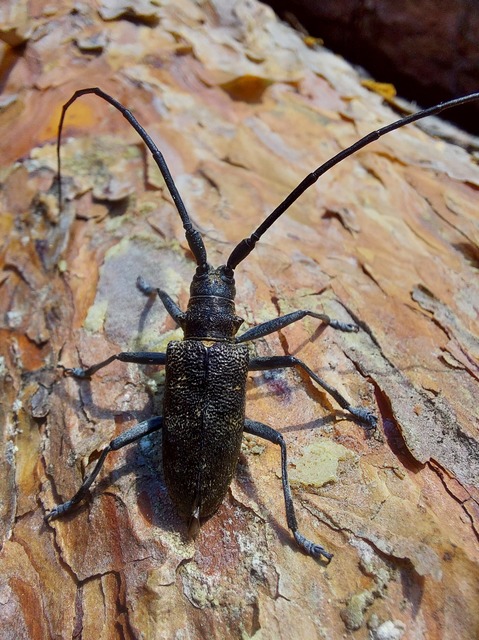 Monochamus galloprovincialis pistor - foltos fenyvescincér