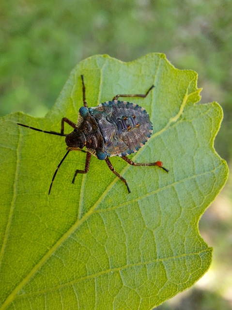 Pentatoma rufipes - vöröslábú címerespoloska Pentatoma rufipes - vöröslábú címerespoloska