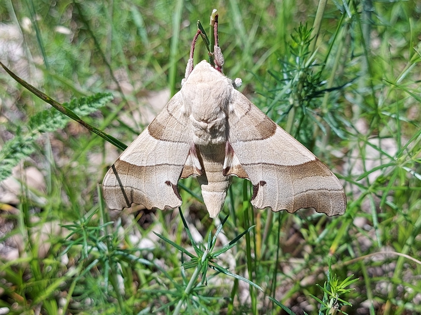 Marumba quercus - tölgyfaszender