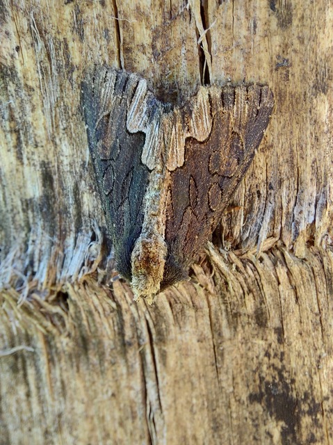 Dypterygia scabriuscula - szurokbarna nyáribagoly