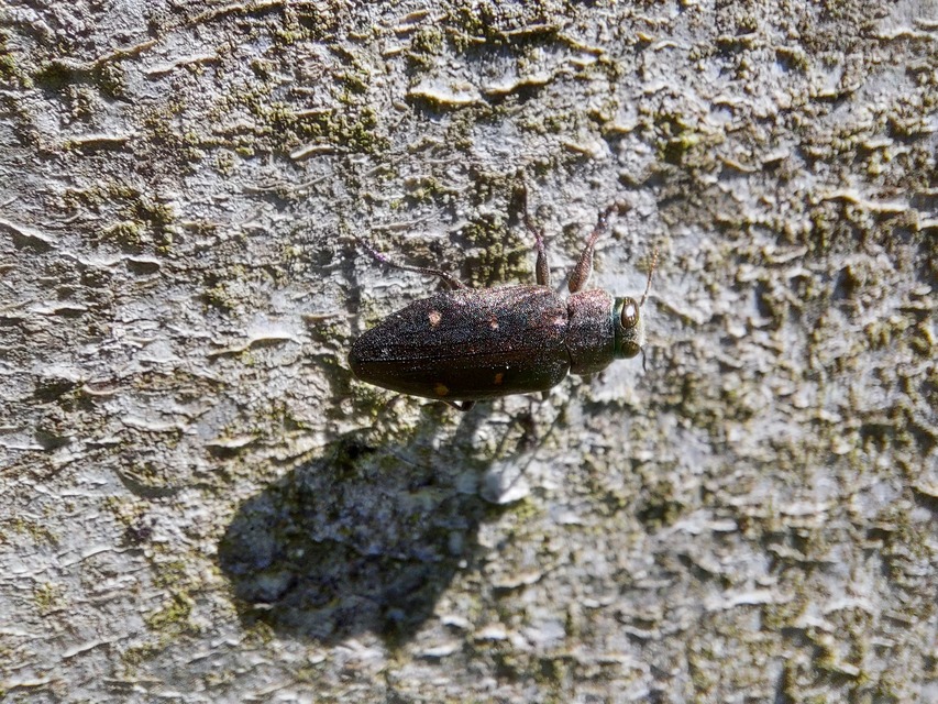 Chrysobothris affinis - aranypettyes díszbogár
