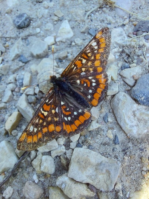 Euphydryas maturna - díszes tarkalepke