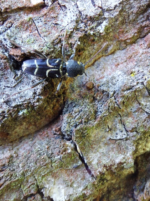 Xylotrechus antilope - fürge darázscincér