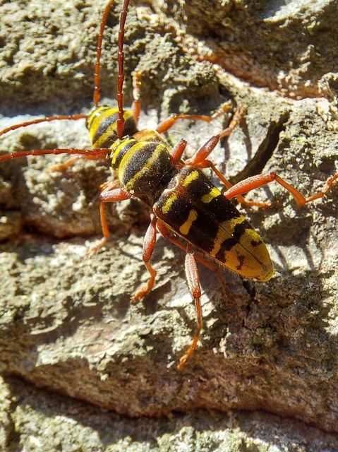 Plagionotus detritus - sárgafarú darázscincér