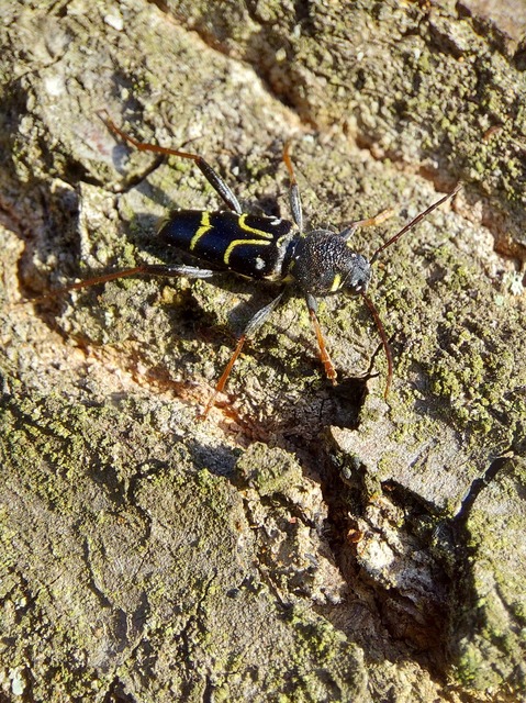 Xylotrechus antilope - fürge darázscincér