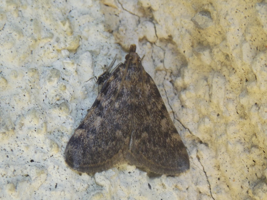 Aglossa pinguinalis - zsiradékmoly