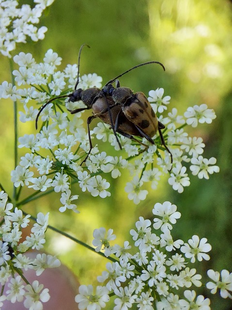 Pachytodes cerambyciformis - változékony virágcincér
